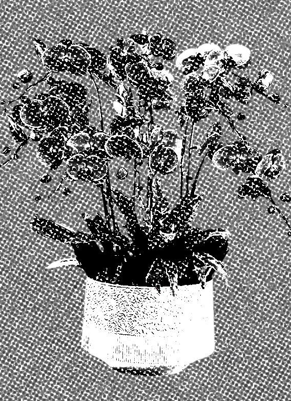 a potted orchid arrangement